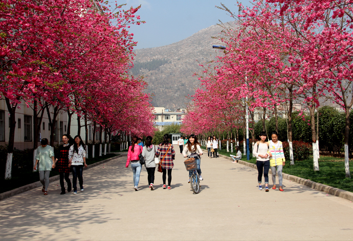 云南经济管理学院_樱花大道