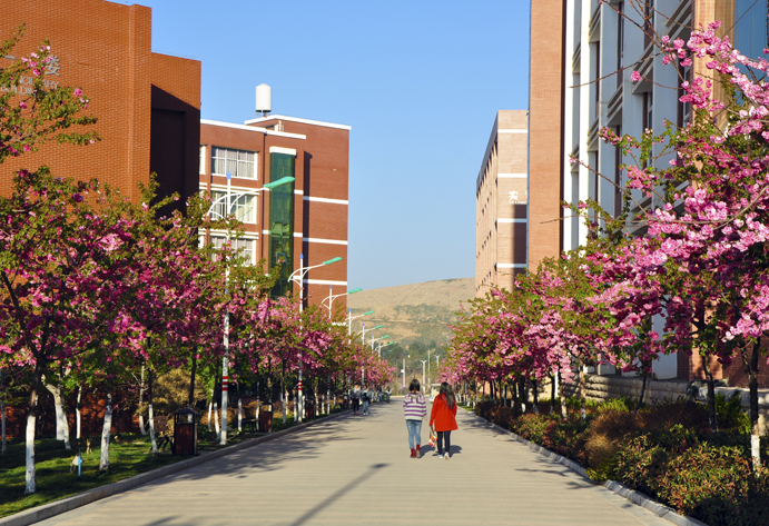 云南经济管理学院_安宁校区樱花大道